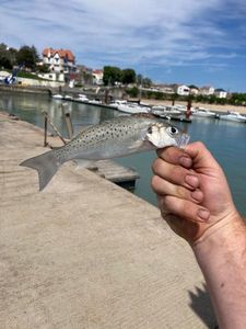 Spotted Seabass