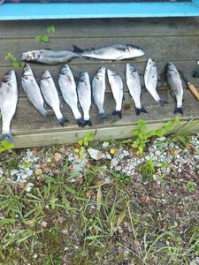 European Bass (Seabass)