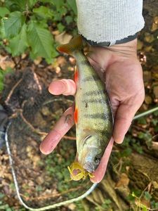 European Perch