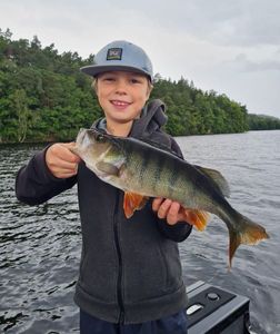 European Perch