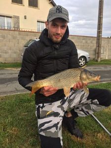 Common Carp