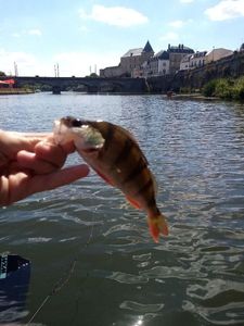 European Perch
