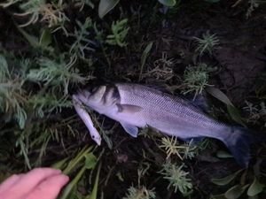 European Bass (Seabass)