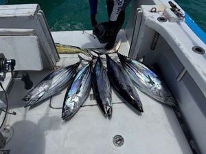 Skipjack Tuna
