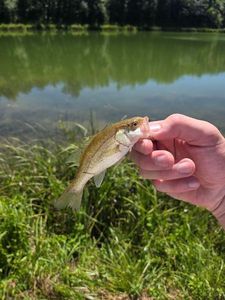 Largemouth Bass
