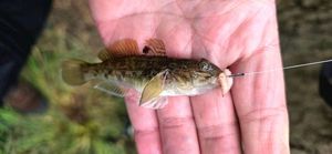 Round Goby