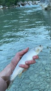 Brown Trout