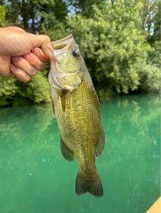 Largemouth Bass
