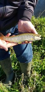 Brown Trout