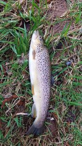 Brown Trout