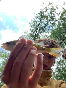 European Perch