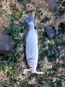 European Bass (Seabass)