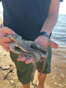 Common Octopus