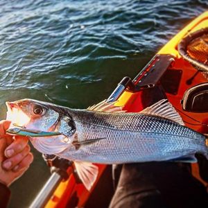 European Bass (Seabass)