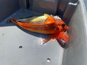 Red Gurnard