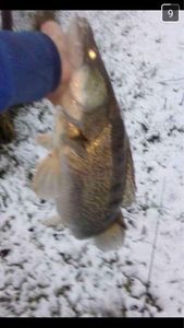Zander