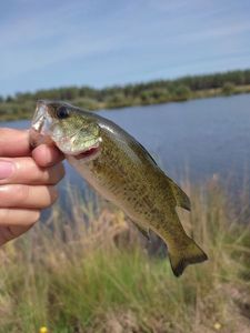 Largemouth Bass
