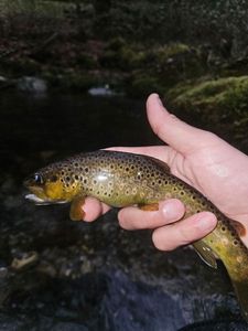 Brown Trout