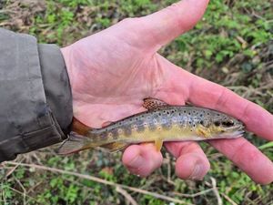 Brown Trout
