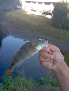 European Perch