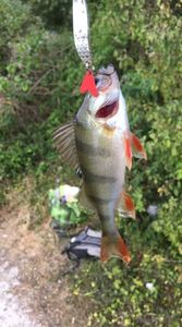 European Perch