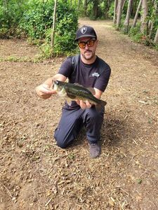 Largemouth Bass