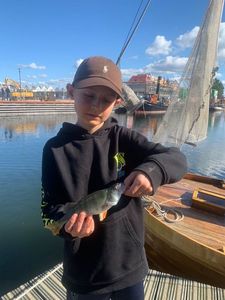 Yellow Perch