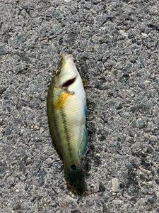 Axillary Wrasse
