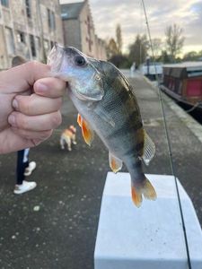 European Perch