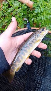Brown Trout