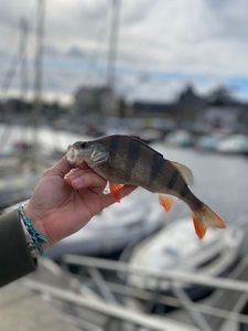 European Perch