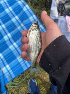 Roach