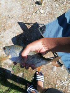 Roach