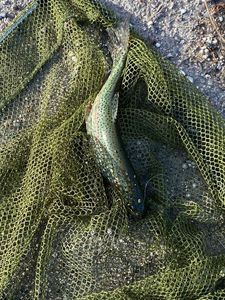 Rainbow Trout