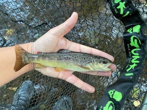 Brown Trout