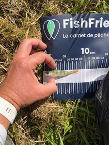 European Perch