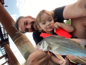 Common Snook