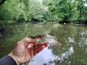 European Perch
