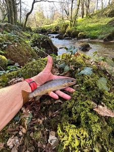 Brown Trout