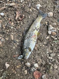 Brown Trout