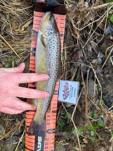 Brown Trout