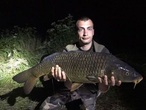 Common Carp