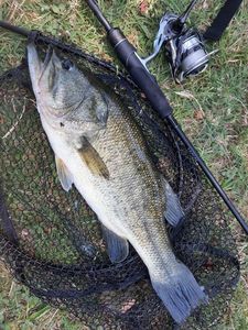Largemouth Bass