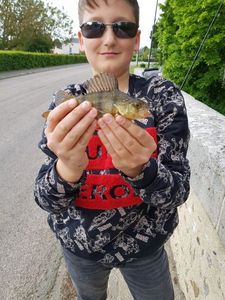 European Perch
