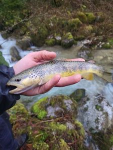 Brown Trout