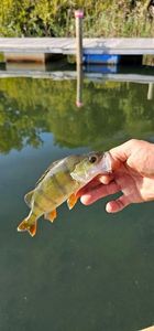 European Perch