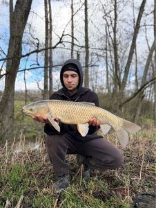 Silver Carp