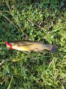 Black Bullhead
