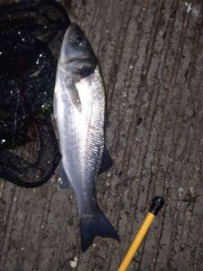 European Bass (Seabass)