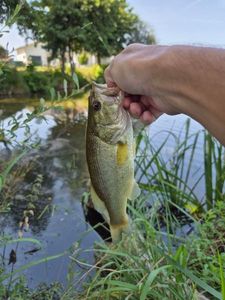 Largemouth Bass